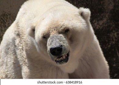 Angry Looking Polar Bear.