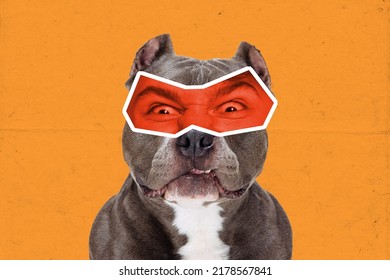 Angry. Magazine style collage with cute dog with male eyes expressing different emotions isolated on orange background. Surreal eyewear. Animal look at modern lifestyle. Concept of fun, creativity, ad