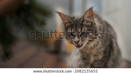 Angry maincoon cat looks in front and showing fangs.