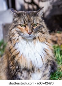 Angry Maine Coon Cat Outside With Neck Ruff And Ears Back