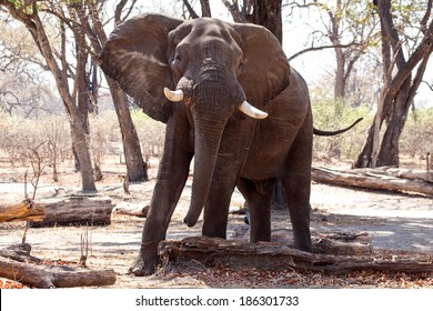Angry Male Elephant in Chobe National Park, Botswana, Africa