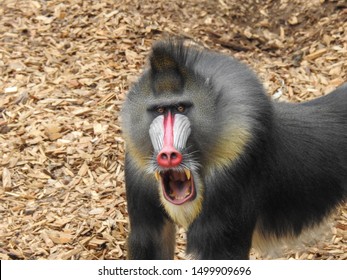 Angry Male Mandrill Shows His Teeth