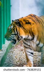 Angry Male Siberian Tiger Held Captive In A Zoo. Concept Of Cruelty, Abuse, Animal Rights And Loneliness. Endangered Species. 