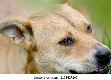 Angry Mixed Breed Staffy Dog ,head Shot.