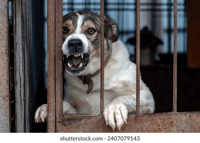 Angry mongrel dog in a cage at an animal shelter. Portrait of an angry dog barking into the camera through the grille - Powered by Shutterstock