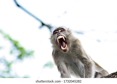 Angry Monkey Scream Looks Scary