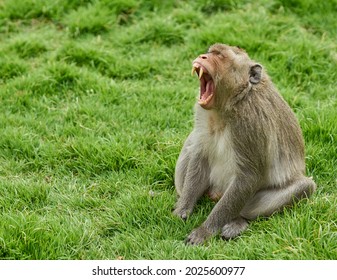 An Angry Monkey Shows His Scary Teeth  In A Threatening Manner.