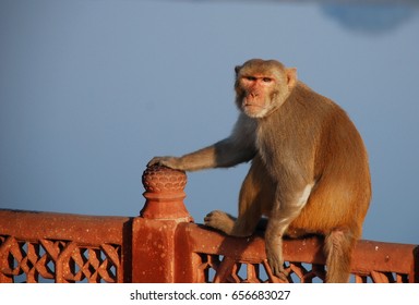 An angry monkey at the Taj Mahal in India
