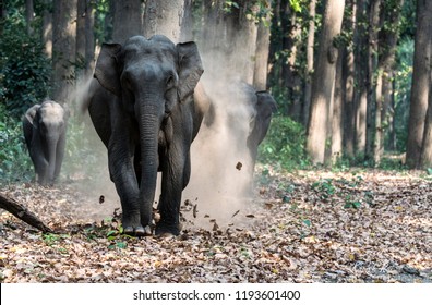 Angry mother Elephant Final Charge