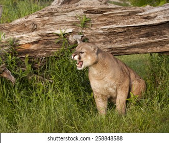 Angry Mountain Lion