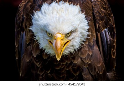 An angry north american bald eagle on black background.