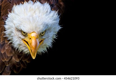 Angry north american bald eagle on black background.