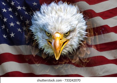 An angry north american bald eagle on american flag.