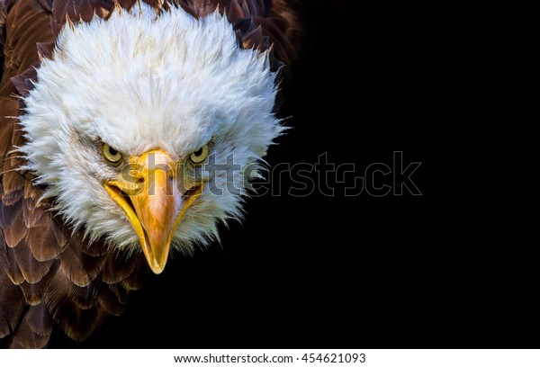 Aigle Noir En Colere D Amerique Du Photo De Stock Modifiable