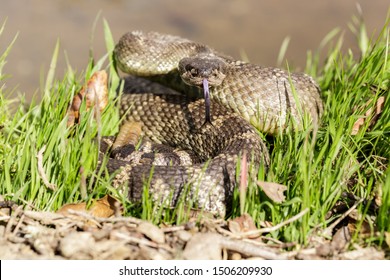 Angry Northern Pacific Rattlesnake Defensive Position Stock Photo ...