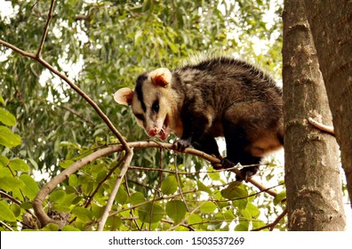 Angry Opossum Looking Down From A Tree Branch.