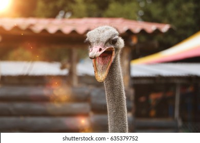 baby ostriches attacks