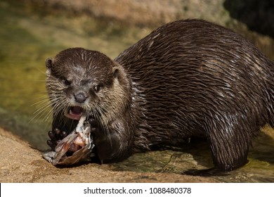 Angry Otter Eating A Fish