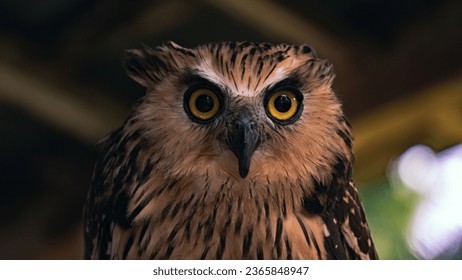 Angry owl staring at the camera, facing front - Shutterstock ID 2365848947