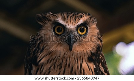 Angry owl staring at the camera, facing front