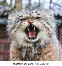 Manul Images, Stock Photos & Vectors | Shutterstock