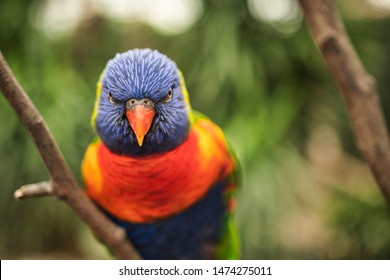 Angry Parrot With Colorful Beak