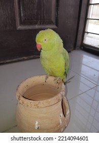 An Angry Parrot Sitting On A Pot