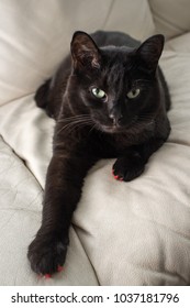 Angry Pet Black Cat With On Leather Couch