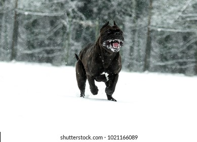 Angry Pitbull American Bully