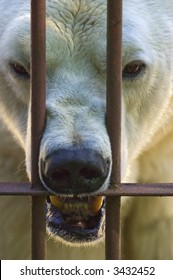 Angry Polar Bear Behind The Bars