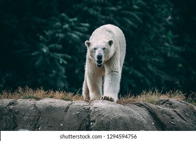 An Angry Polar Bear Roaring Down A Cliff.