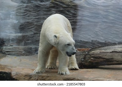 Angry Polar Bear In The Zoo