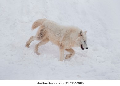 Angry Polar Wolf Is Running On A White Snow. Canis Lupus Arctos. White Wolf Or Alaskan Tundra Wolf. Animals In Wildlife.