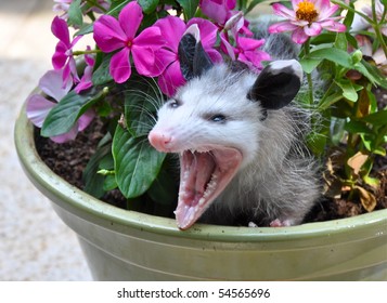 Angry possum in flower pot