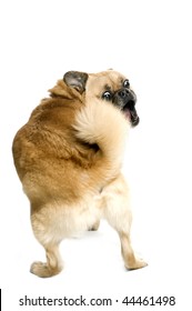 An angry pug-pomeranian chasing its tail.