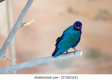 An Angry Purple Starling At You.