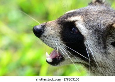 Angry Raccoon