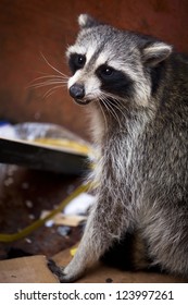 An Angry Raccoon Baring Its Teeth