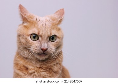 An Angry Red Cat With Furrowed Eyebrows. A Dangerous Pet. Rabies In Animals.