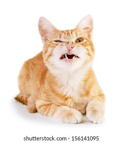 Angry Red Cat Isolated On White Background