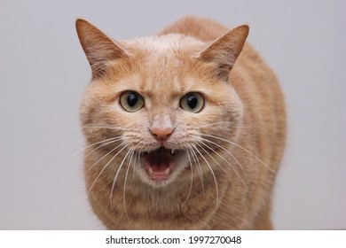 2,050 Raging cat Images, Stock Photos & Vectors | Shutterstock