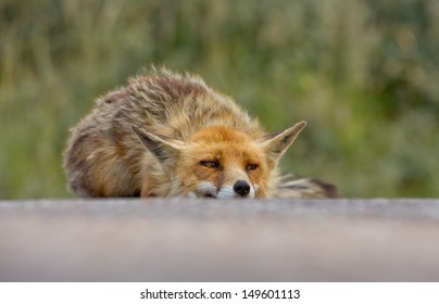 Angry Red Fox