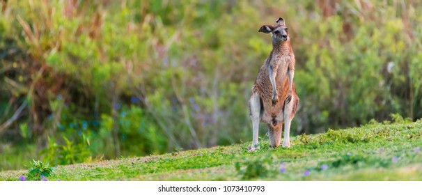 Angry Red Kangaroo