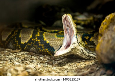 Angry Reticulated Python head in a closeup - Shutterstock ID 1495225187