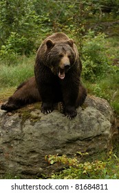 Angry Roaring Brown Bear Sitting On A Rock In The Forest. Large Roaring Majestic Animal In The Woods.