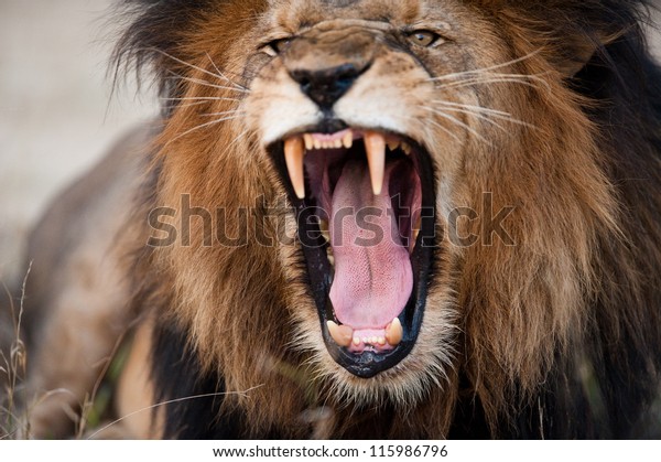 Angry\
roaring lion, Kruger National Park, South\
Africa