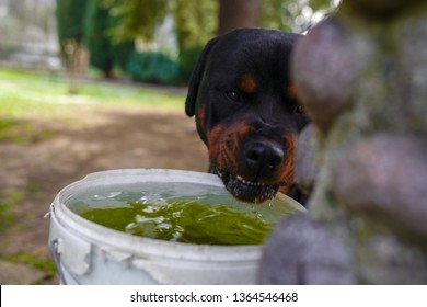 Angry Rottweiler Drinking Water In The Garden