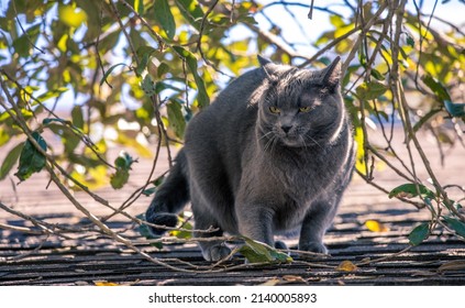 Angry Russian gray cat on the roof with piercing eyes look. The fur stays stand up straight, puffed up and arches the back to appear larger indicating an angry or fight mode.