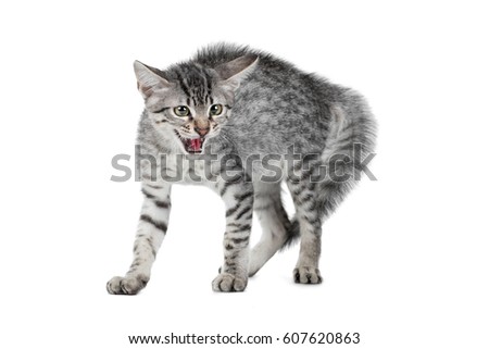 Angry, scared cat isolated on white background (Egyptian Mau)
