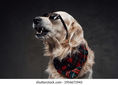 Angry Scottish Dog With Sunglasses And Neck Scarf In Dark Background